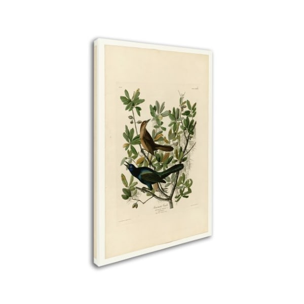 Audubon 'Boattailed Grackleplate 187' Canvas Art,16x24